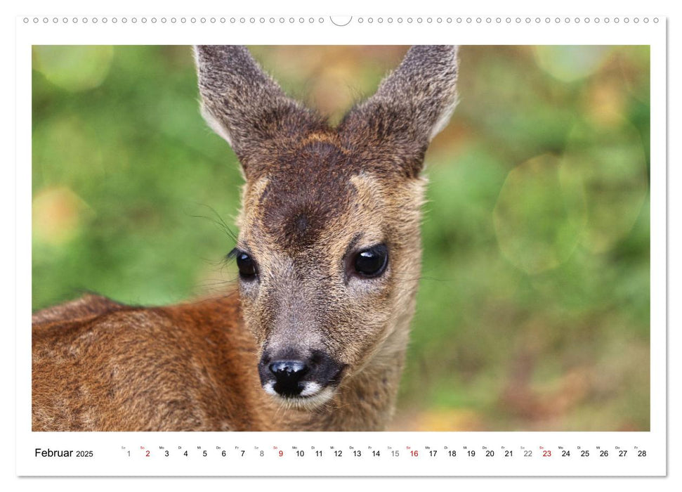 Max, der kleine Rehbock (CALVENDO Wandkalender 2025)