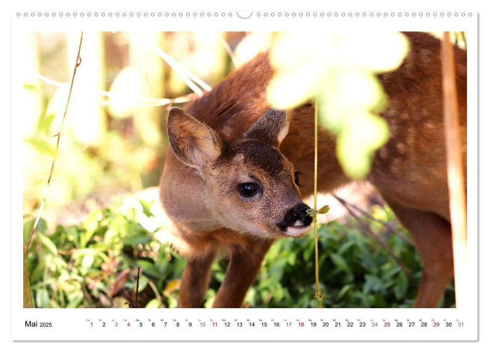 Max, der kleine Rehbock (CALVENDO Wandkalender 2025)