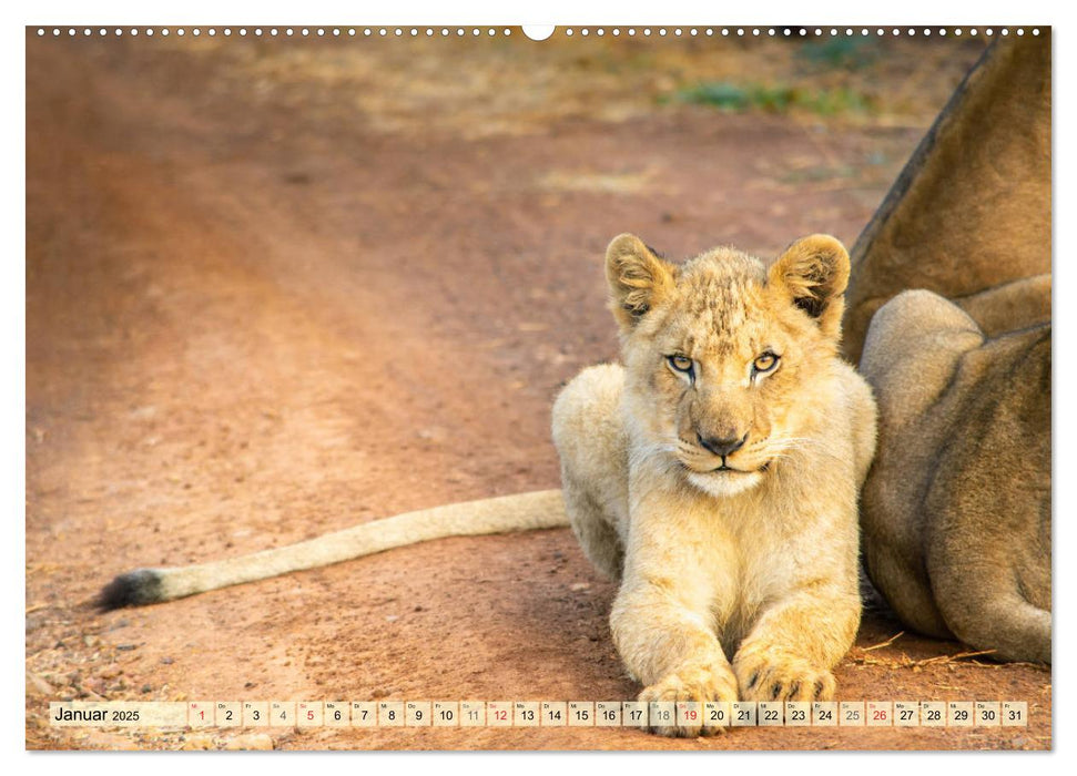 Eswatini – Königreich im südlichen Afrika (CALVENDO Premium Wandkalender 2025)