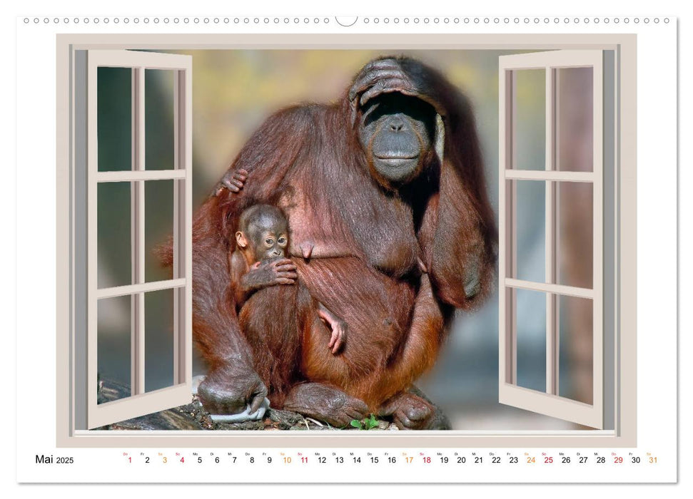 Fenstergucker - tierische Freunde an der Wand (CALVENDO Premium Wandkalender 2025)