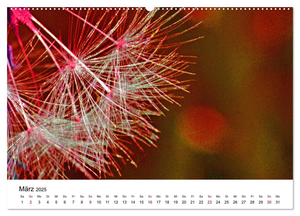 Pusteblumen in schrillen Farben (CALVENDO Premium Wandkalender 2025)