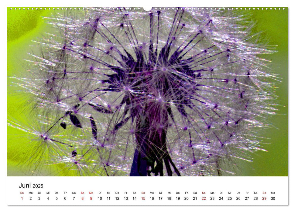 Pusteblumen in schrillen Farben (CALVENDO Premium Wandkalender 2025)