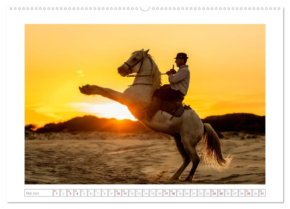 Pferdeparadies Camargue (CALVENDO Premium Wandkalender 2025)