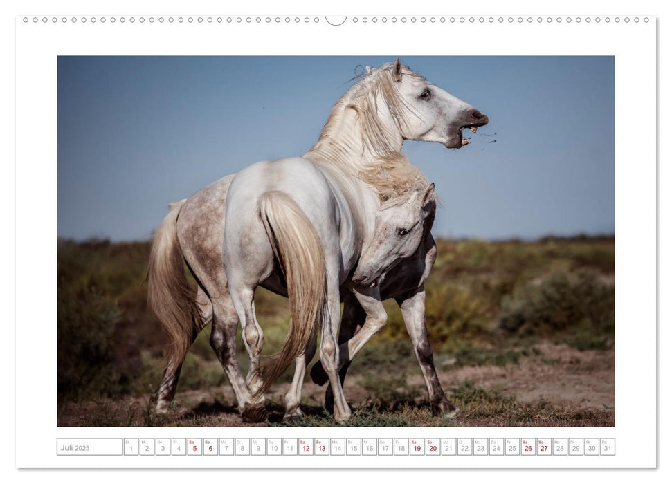 Pferdeparadies Camargue (CALVENDO Premium Wandkalender 2025)