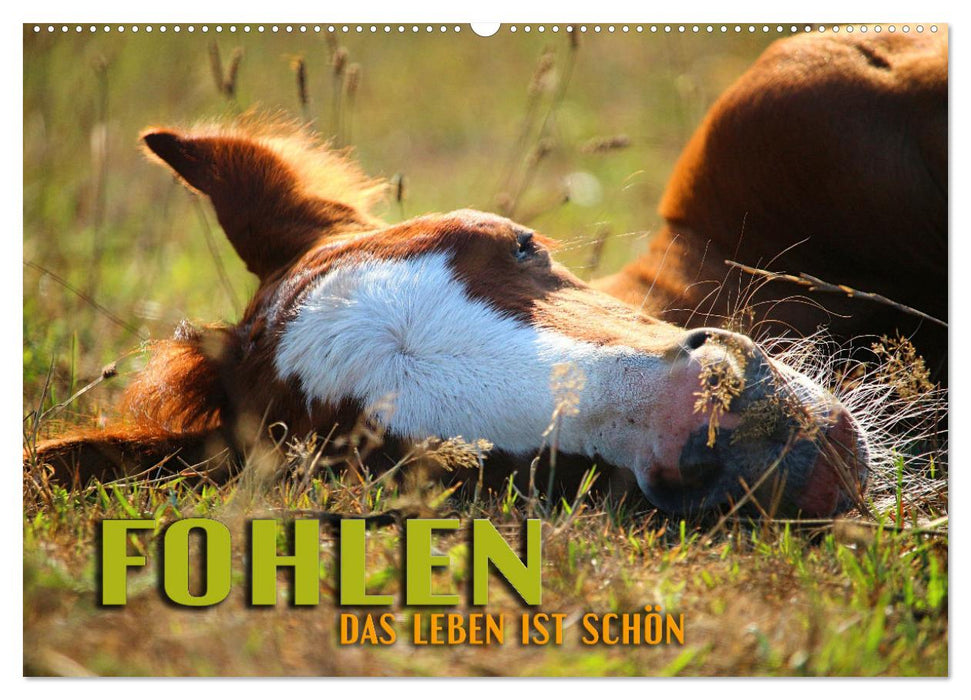 Fohlen - das Leben ist schön (CALVENDO Wandkalender 2025)