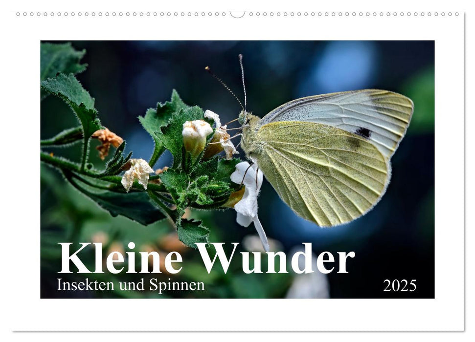 Kleine Wunder - Insekten und Spinnen (CALVENDO Wandkalender 2025)