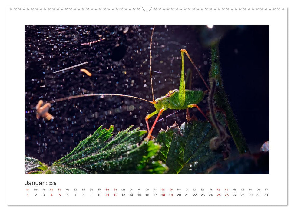 Kleine Wunder - Insekten und Spinnen (CALVENDO Wandkalender 2025)