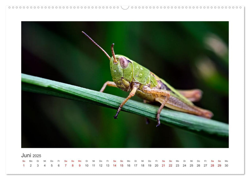 Kleine Wunder - Insekten und Spinnen (CALVENDO Wandkalender 2025)