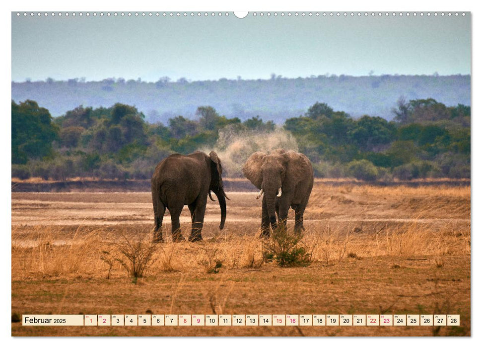 Die Elefanten von Sambia (CALVENDO Premium Wandkalender 2025)