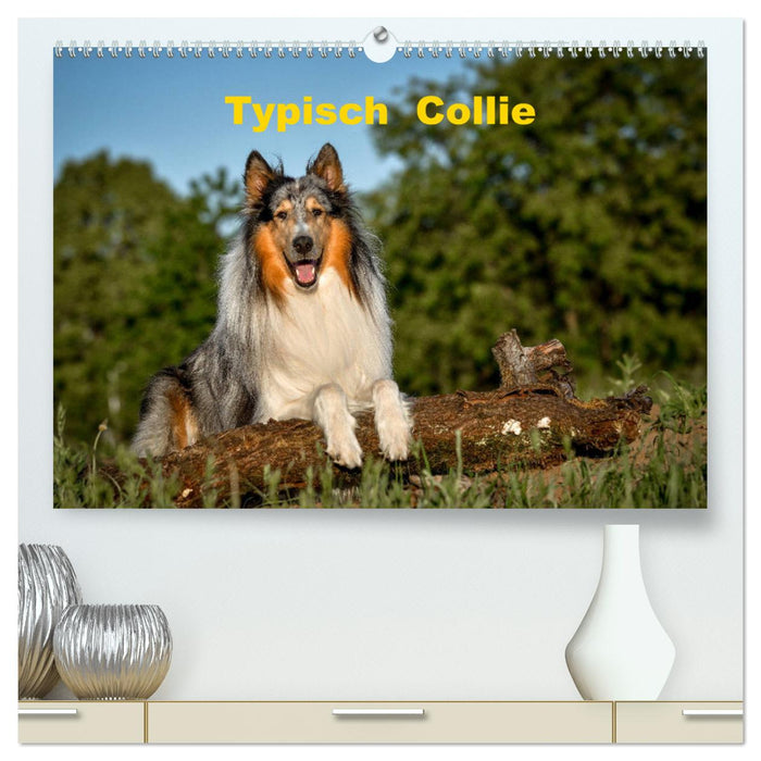 Typisch Collie (CALVENDO Premium Wandkalender 2025)