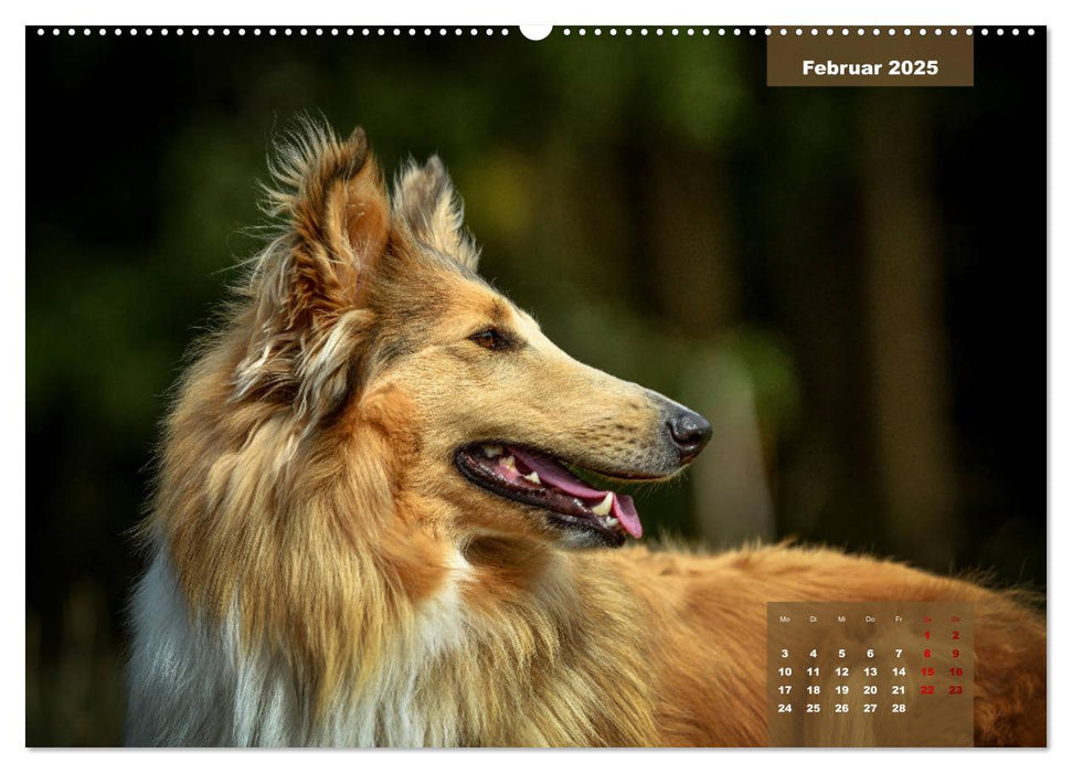 Typisch Collie (CALVENDO Premium Wandkalender 2025)