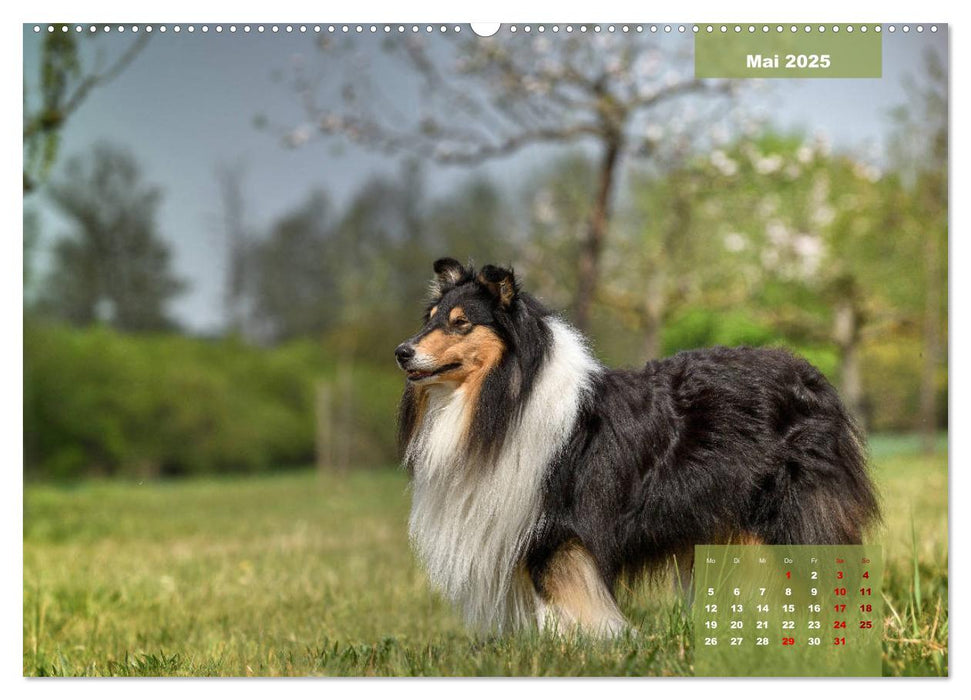 Typisch Collie (CALVENDO Premium Wandkalender 2025)