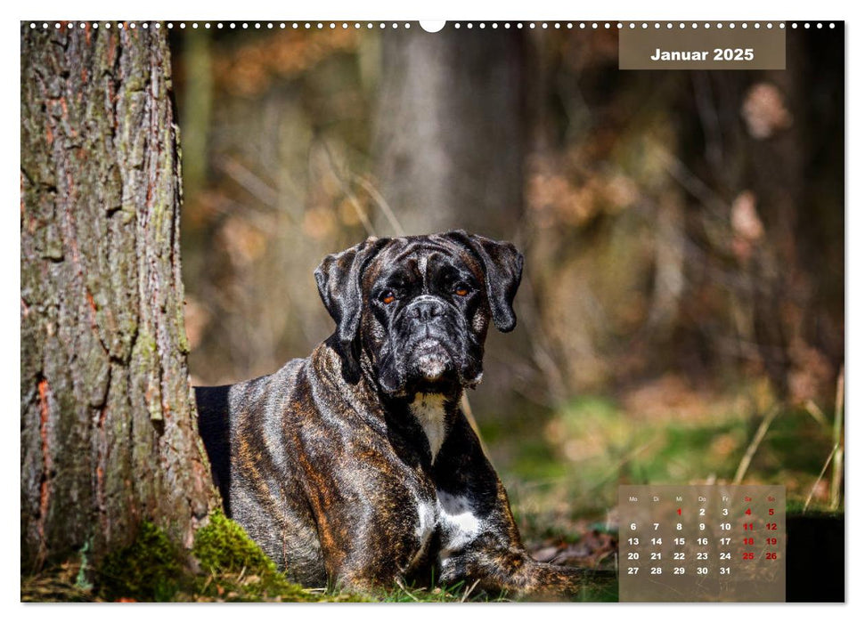 Boxer Frech und fröhlich durch das Jahr (CALVENDO Premium Wandkalender 2025)