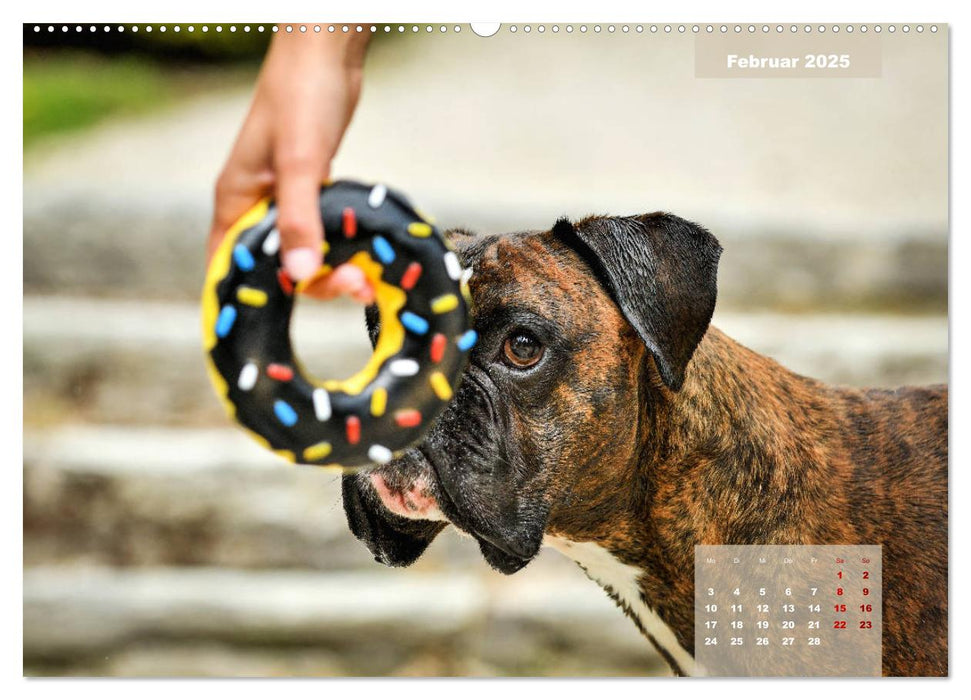 Boxer Frech und fröhlich durch das Jahr (CALVENDO Premium Wandkalender 2025)