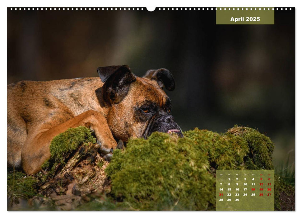 Boxer Frech und fröhlich durch das Jahr (CALVENDO Premium Wandkalender 2025)