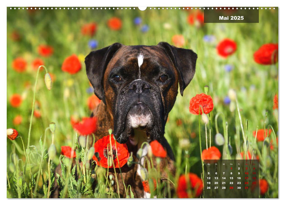 Boxer Frech und fröhlich durch das Jahr (CALVENDO Premium Wandkalender 2025)