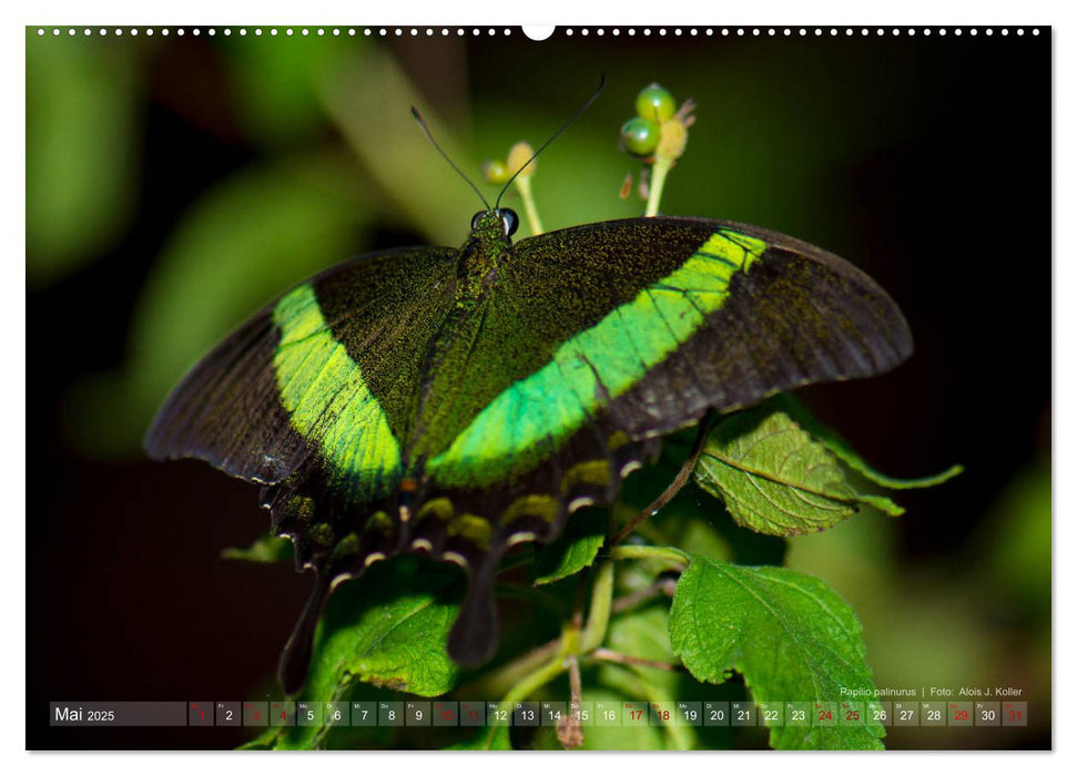 Tagfalter Schmetterlinge (CALVENDO Premium Wandkalender 2025)