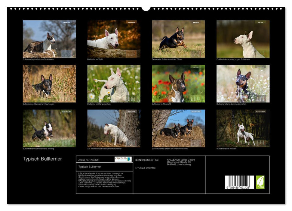 Typisch Bullterrier (CALVENDO Premium Wandkalender 2025)