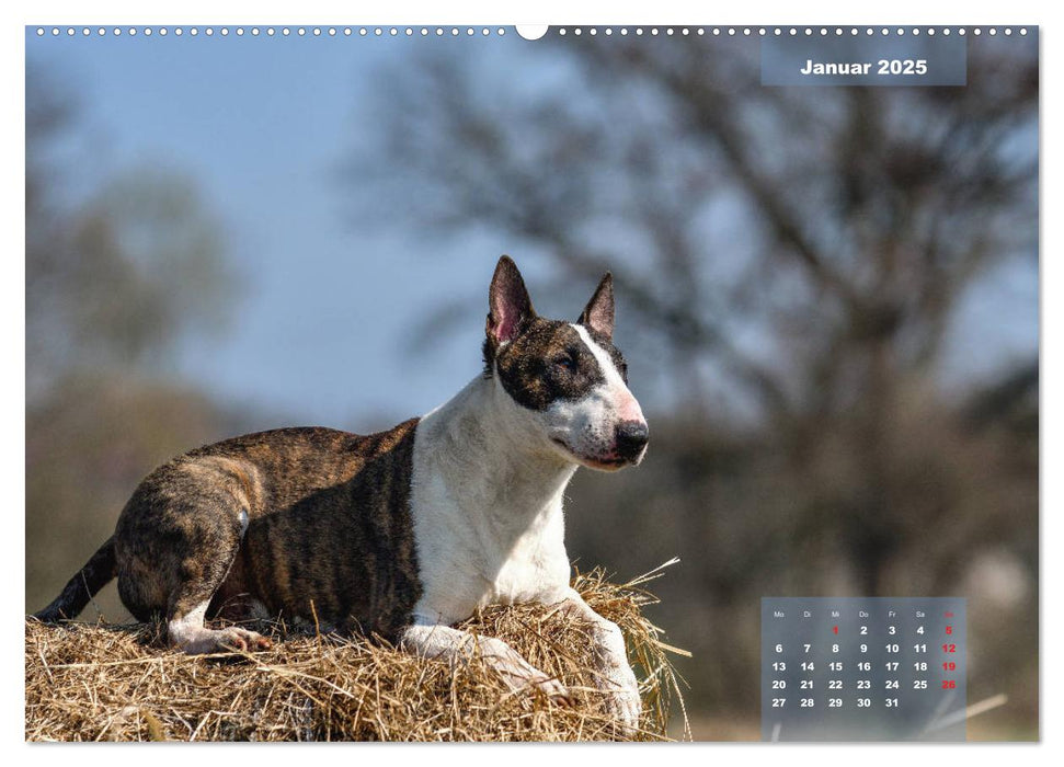 Typisch Bullterrier (CALVENDO Premium Wandkalender 2025)