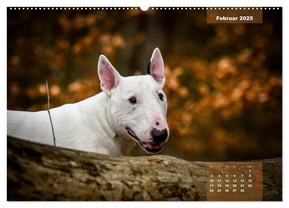 Typisch Bullterrier (CALVENDO Premium Wandkalender 2025)