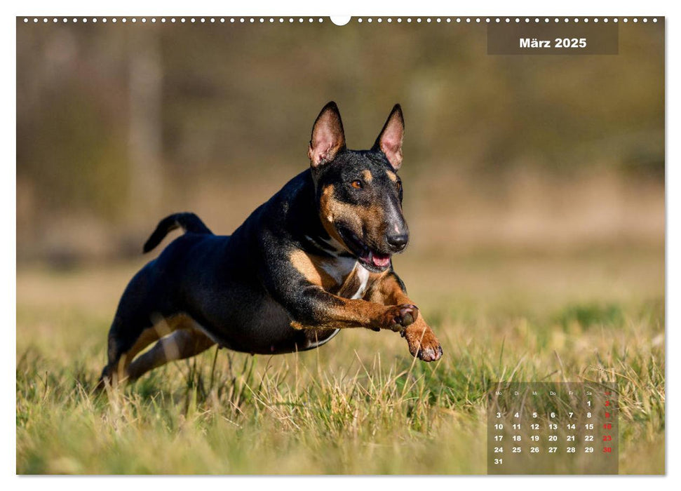 Typisch Bullterrier (CALVENDO Premium Wandkalender 2025)