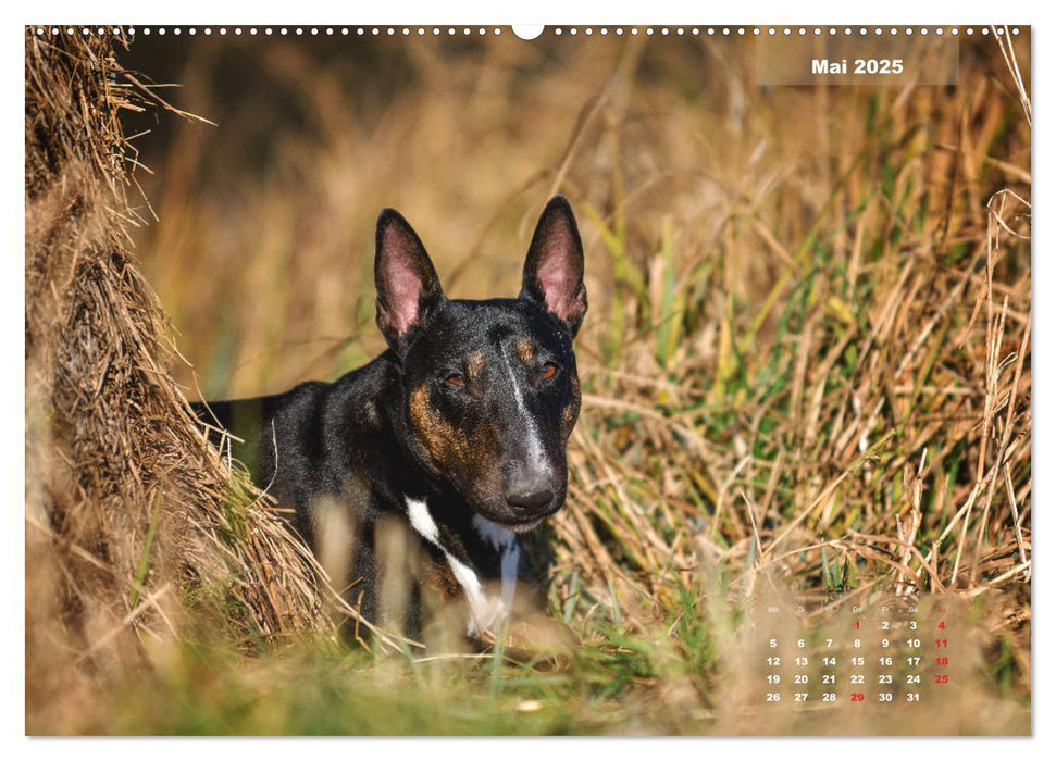 Typisch Bullterrier (CALVENDO Premium Wandkalender 2025)