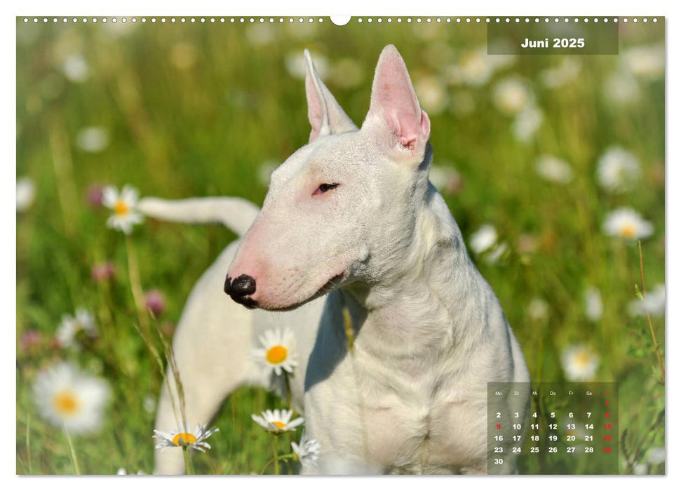 Typisch Bullterrier (CALVENDO Premium Wandkalender 2025)