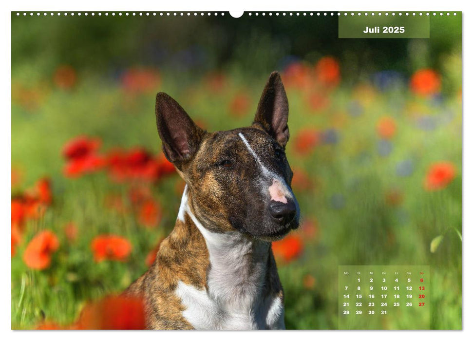 Typisch Bullterrier (CALVENDO Premium Wandkalender 2025)