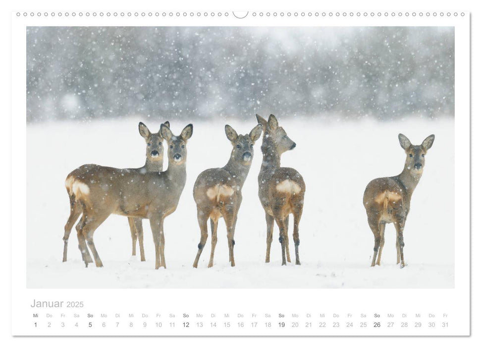 Rehwild 2025 (CALVENDO Premium Wandkalender 2025)