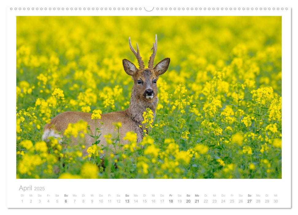 Rehwild 2025 (CALVENDO Premium Wandkalender 2025)