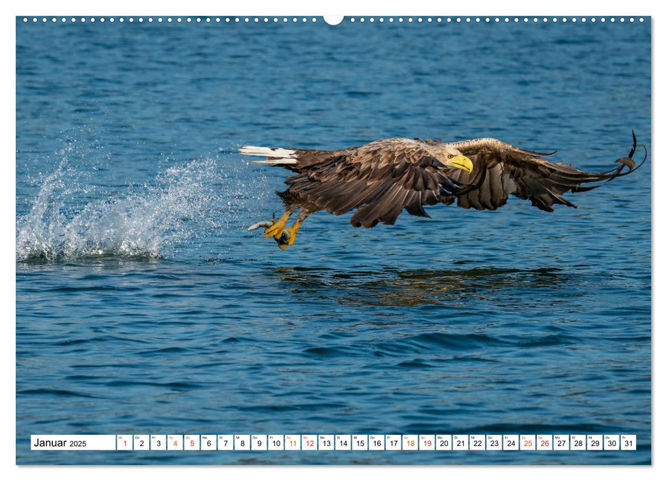 Heimische GREIFVÖGEL Adler Milan Bussard Weihe Sperber (CALVENDO Premium Wandkalender 2025)