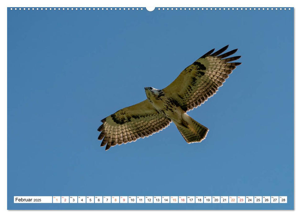 Heimische GREIFVÖGEL Adler Milan Bussard Weihe Sperber (CALVENDO Premium Wandkalender 2025)