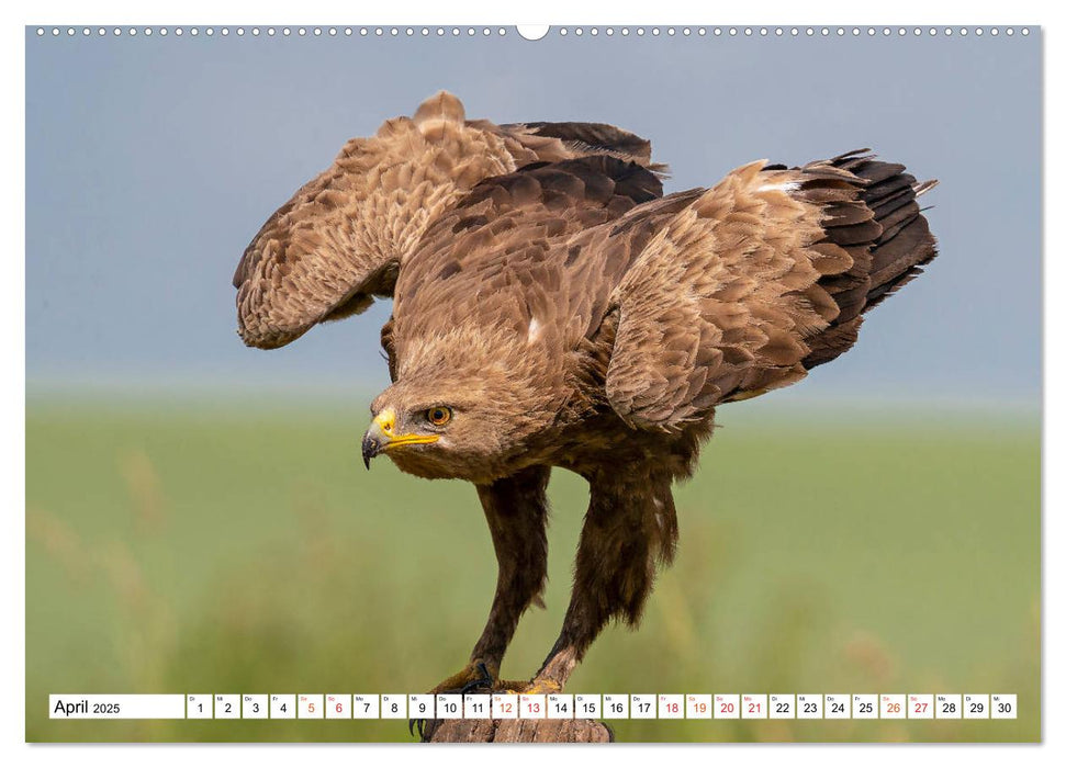 Heimische GREIFVÖGEL Adler Milan Bussard Weihe Sperber (CALVENDO Premium Wandkalender 2025)