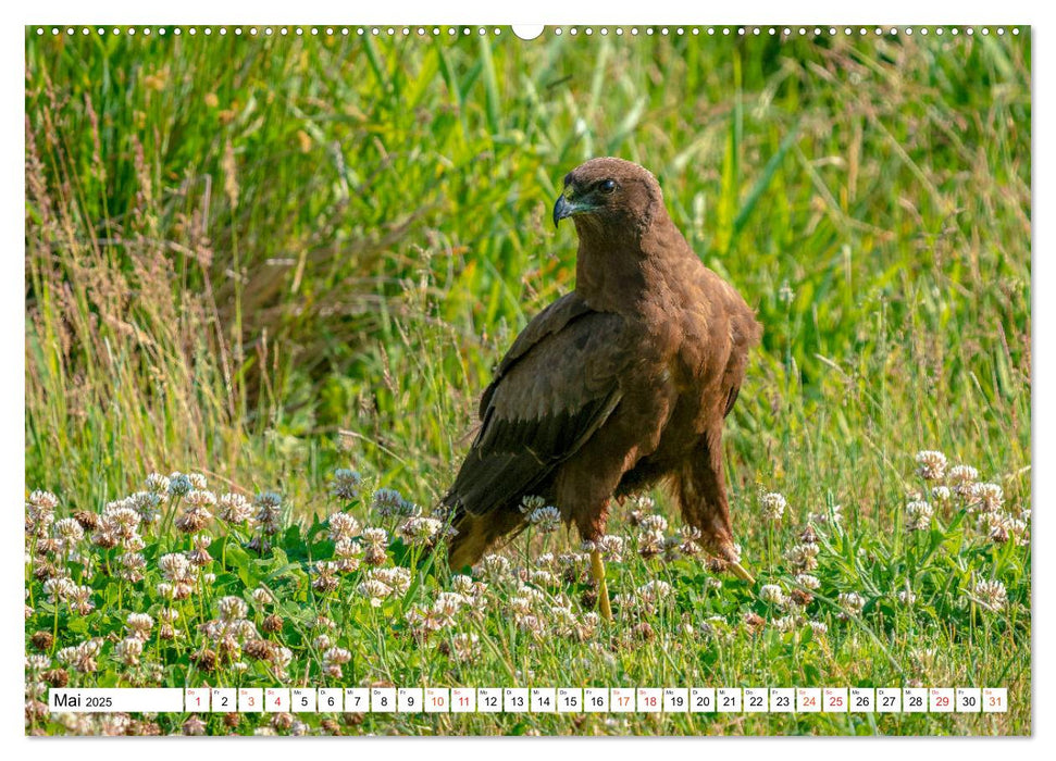 Heimische GREIFVÖGEL Adler Milan Bussard Weihe Sperber (CALVENDO Premium Wandkalender 2025)