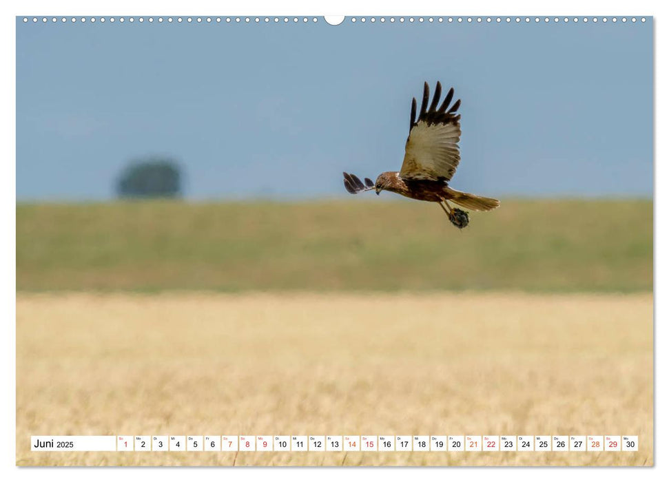 Heimische GREIFVÖGEL Adler Milan Bussard Weihe Sperber (CALVENDO Premium Wandkalender 2025)