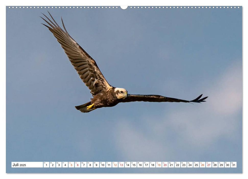 Heimische GREIFVÖGEL Adler Milan Bussard Weihe Sperber (CALVENDO Premium Wandkalender 2025)