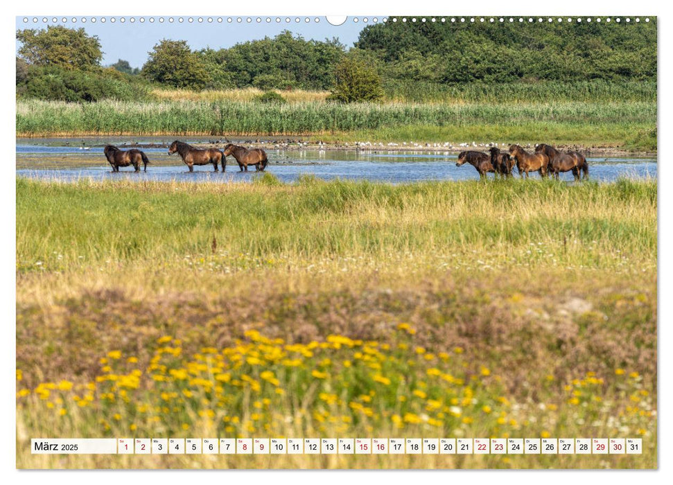 Dänemark - Insel Langeland (CALVENDO Premium Wandkalender 2025)