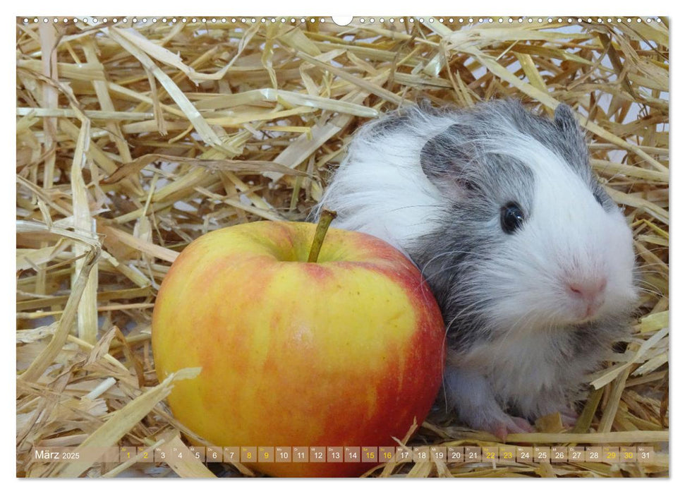 MEERSCHWEINCHEN verzaubern uns immer wieder (CALVENDO Wandkalender 2025)