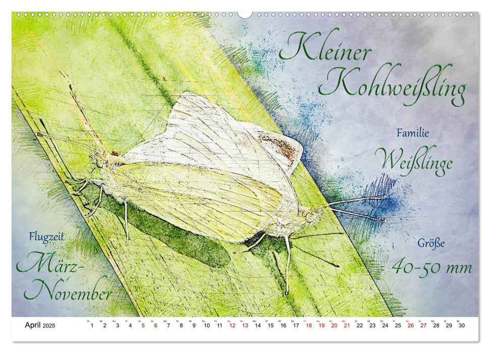 Steckbriefe heimischer Schmetterlinge (CALVENDO Premium Wandkalender 2025)