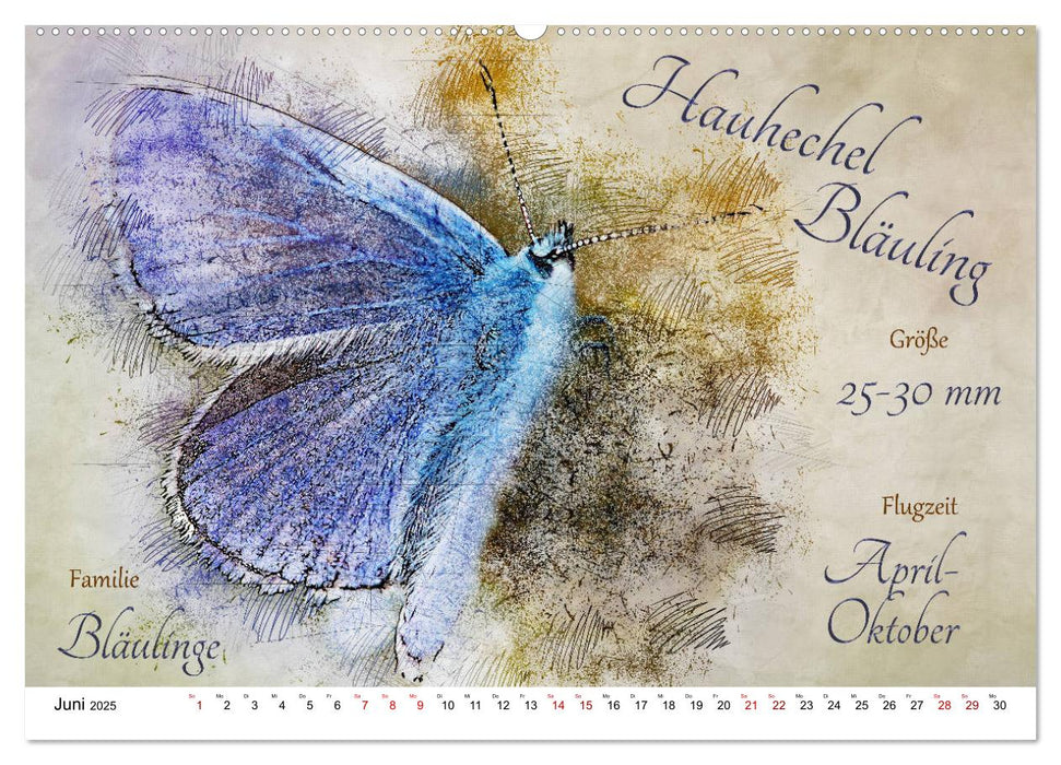 Steckbriefe heimischer Schmetterlinge (CALVENDO Premium Wandkalender 2025)