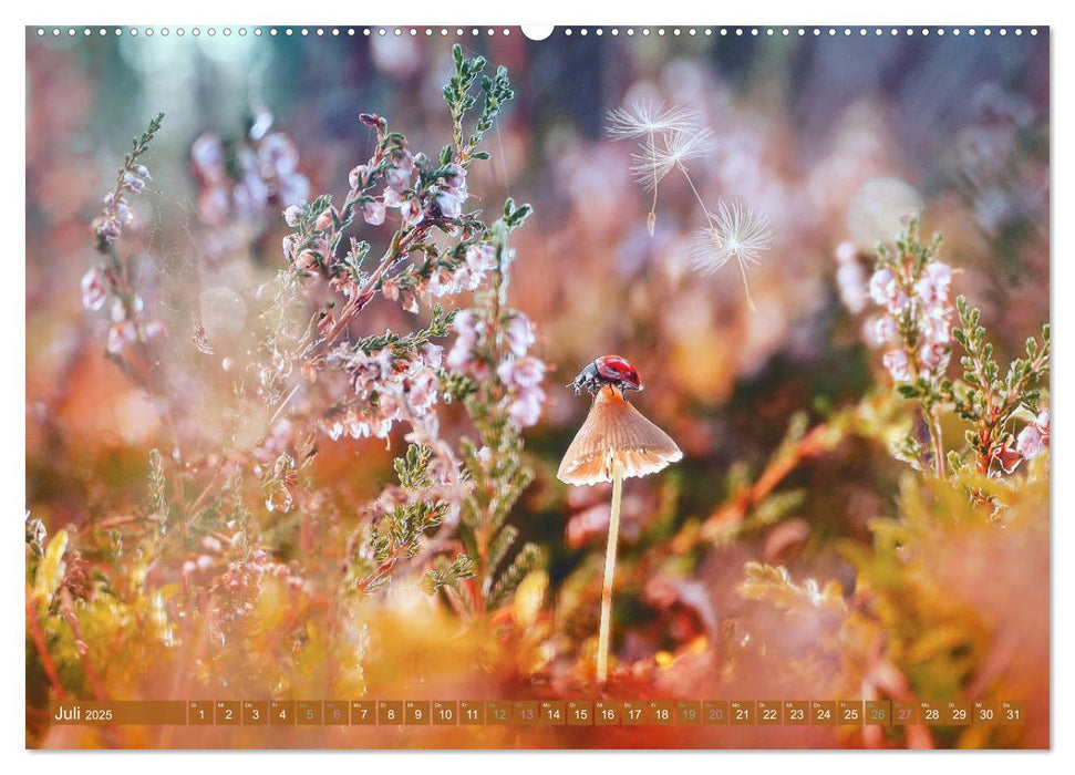 AUGENBLICK ZAUBER (CALVENDO Premium Wandkalender 2025)