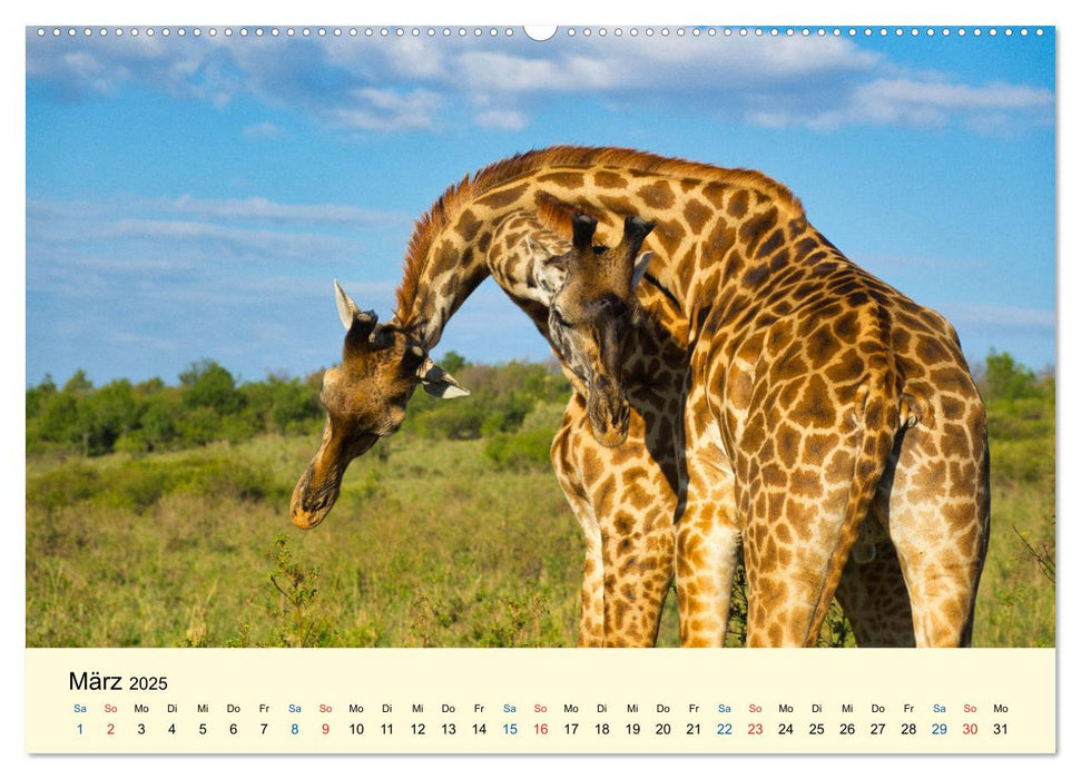 Giraffen, die Schönen der Savanne (CALVENDO Premium Wandkalender 2025)