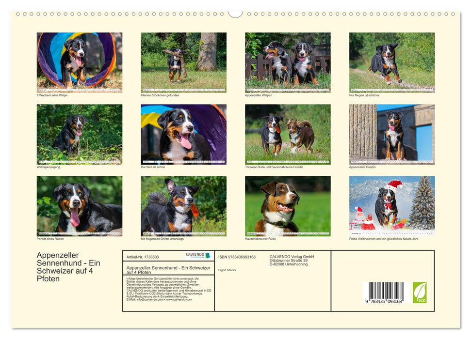 Appenzeller Sennenhund - Ein Schweizer auf 4 Pfoten (CALVENDO Premium Wandkalender 2025)