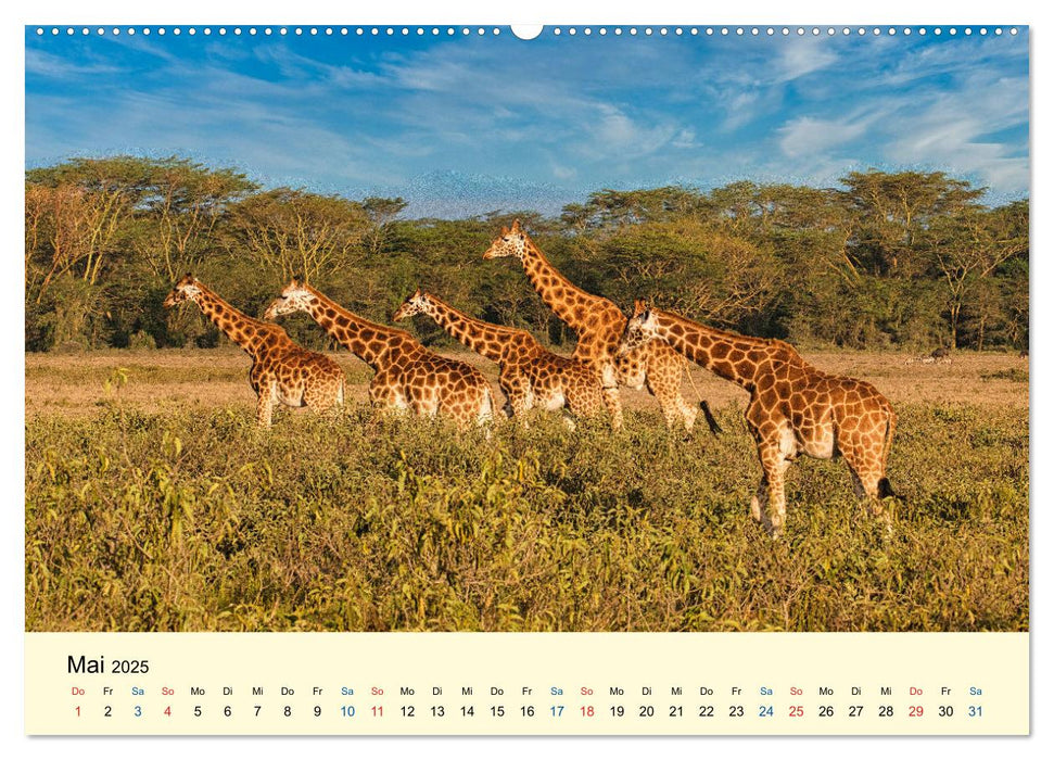 Giraffen, die Schönen der Savanne (CALVENDO Wandkalender 2025)