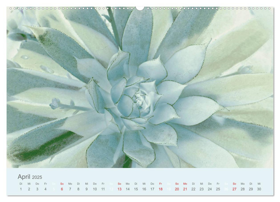 Sukkulenten ART (CALVENDO Premium Wandkalender 2025)