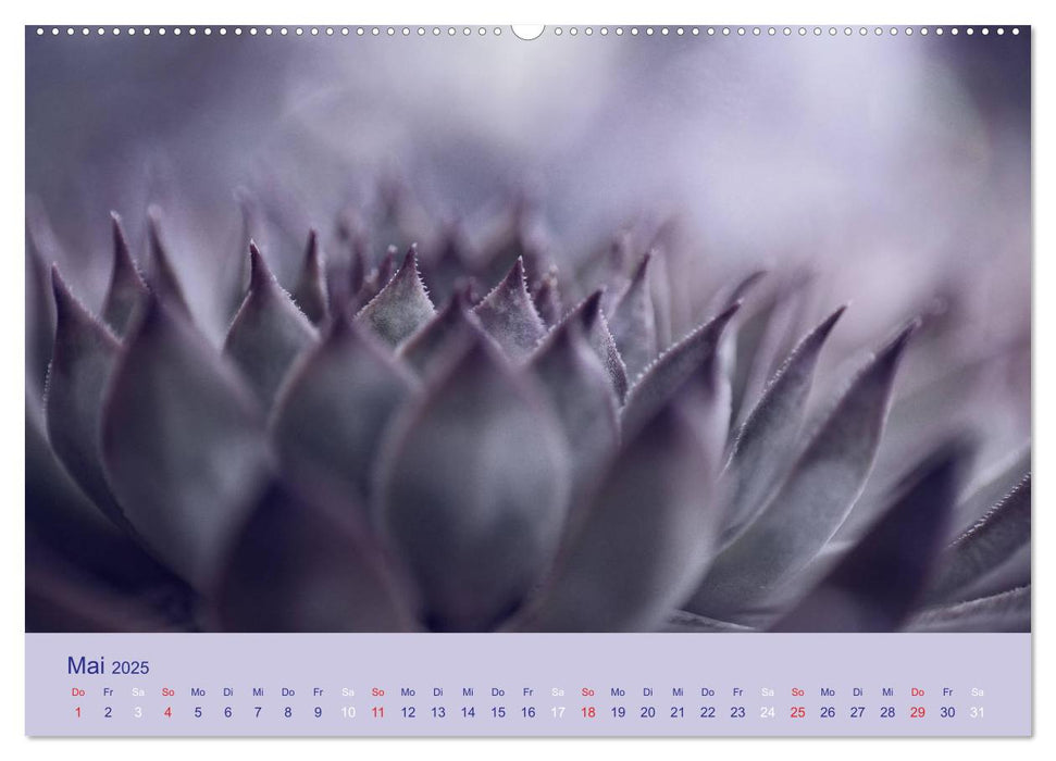 Sukkulenten ART (CALVENDO Premium Wandkalender 2025)