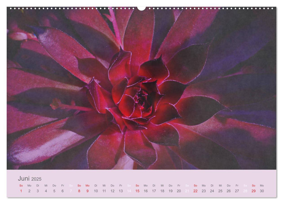 Sukkulenten ART (CALVENDO Premium Wandkalender 2025)