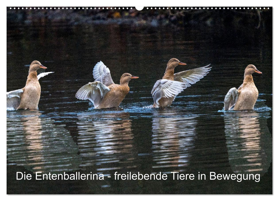 Die Entenballerina - freilebende Tiere in Bewegung (CALVENDO Wandkalender 2025)