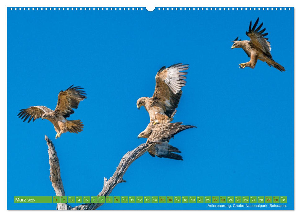 Die Entenballerina - freilebende Tiere in Bewegung (CALVENDO Wandkalender 2025)