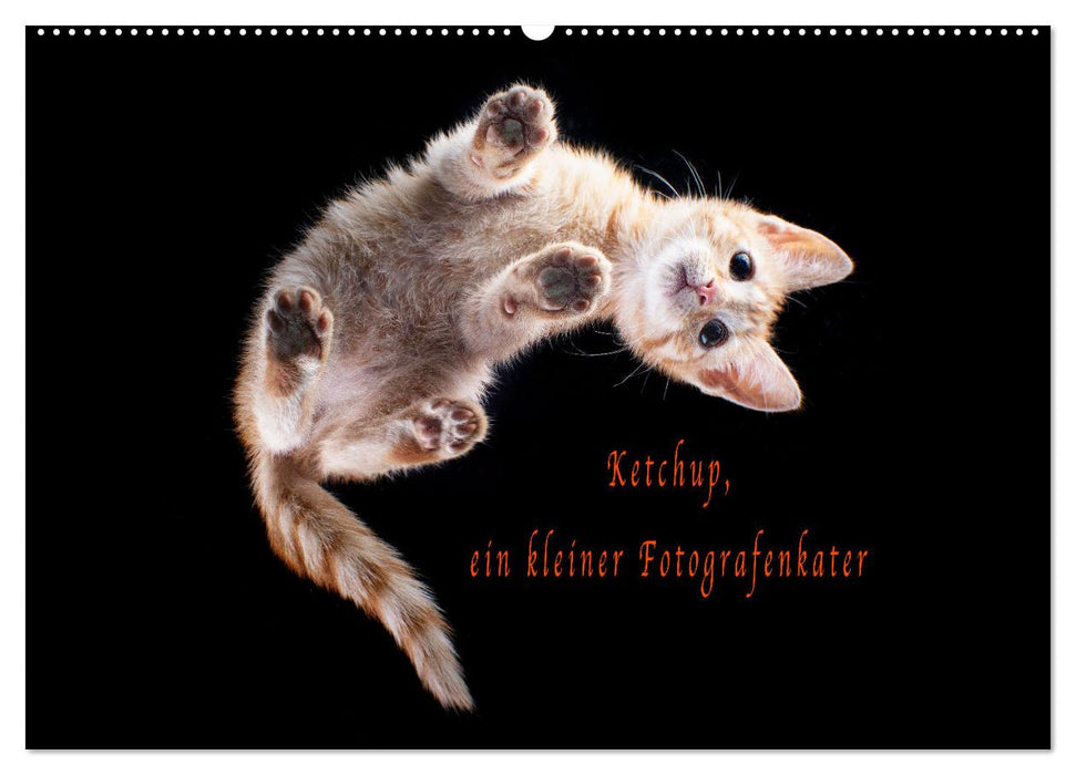 Ketchup, ein kleiner Fotografenkater (CALVENDO Wandkalender 2025)